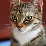 ze života koček III/III