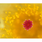 krása v rozpuku III