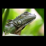 Iguana
