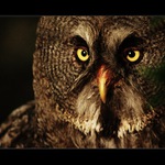 Je mi z vás smutno, PPečkáři...