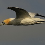 Terej bílý (Sula bassana)