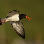 Ústřičník velký (Heamatopus ostralegus)