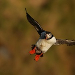 Papuchalk bělobradý (Fratercula artica)