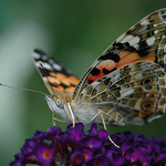 = Babočka bodláková =