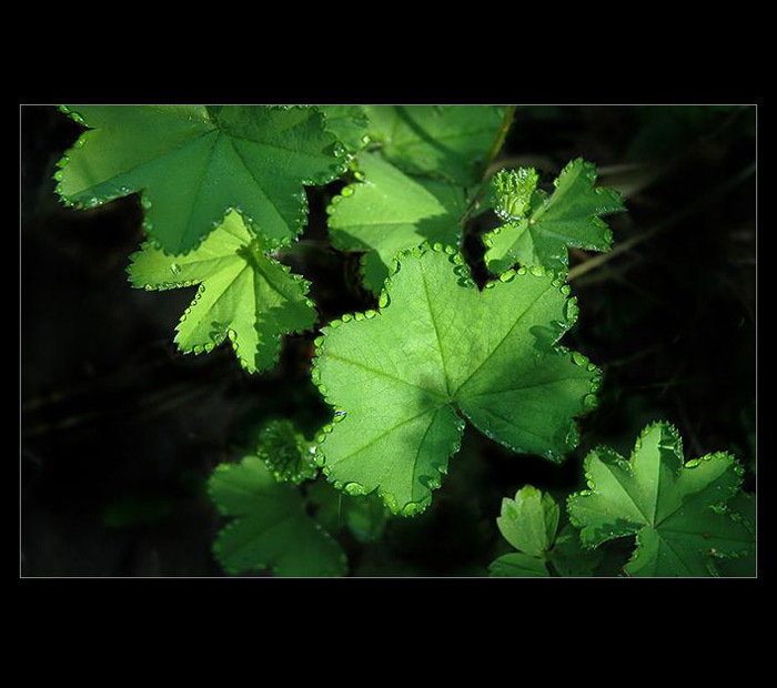 .: KORUNKA Z ROSY :.