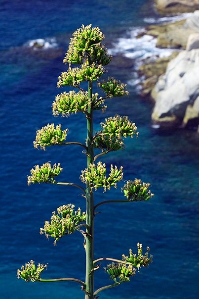 Tossa de Mar II