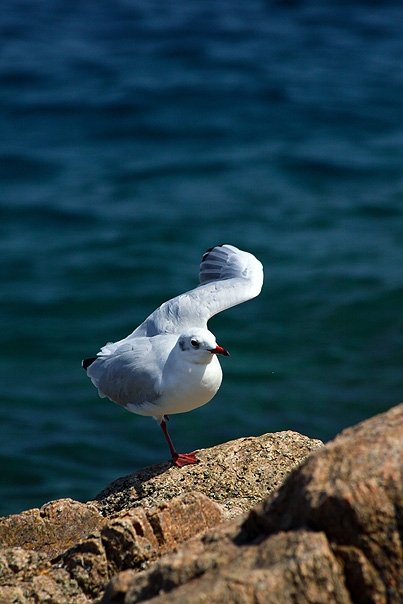 Bird of Tossa