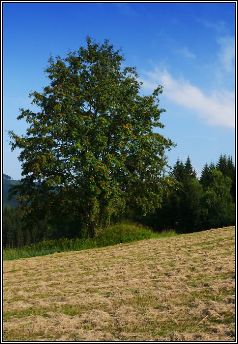 Jeřabina