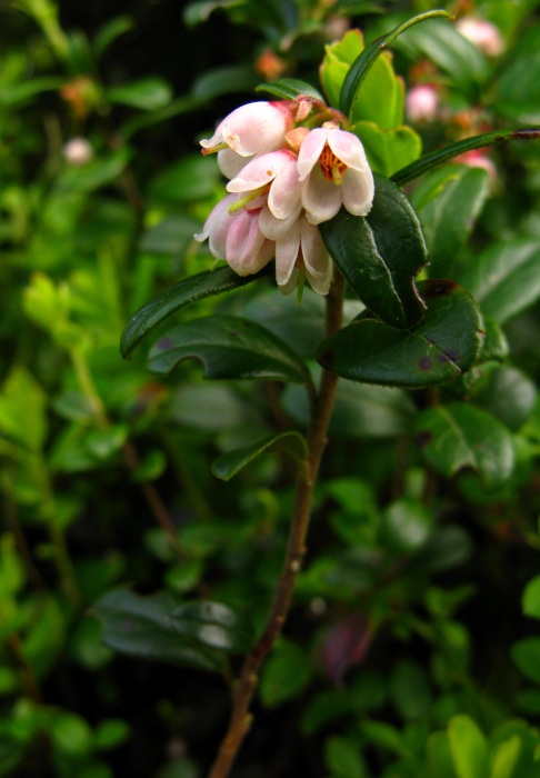 Takhle hezky kvete borůvka