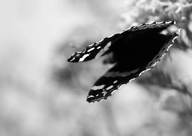 Butterfly wings