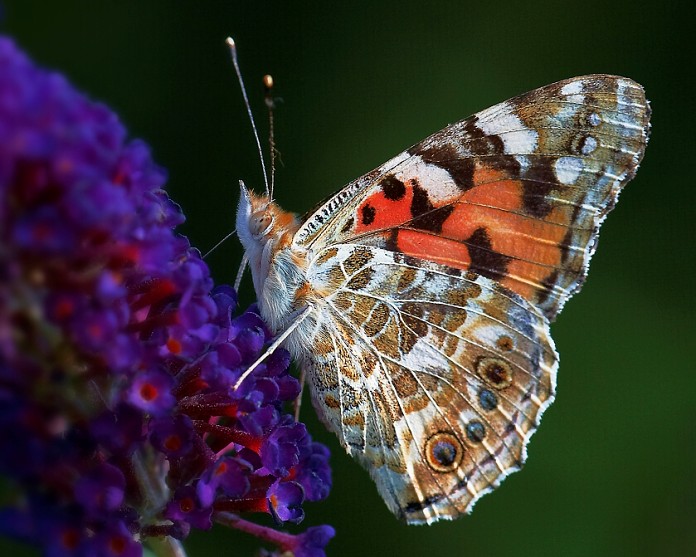 Babočka bodláková