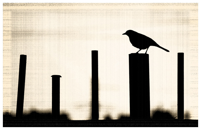 Urban Bird