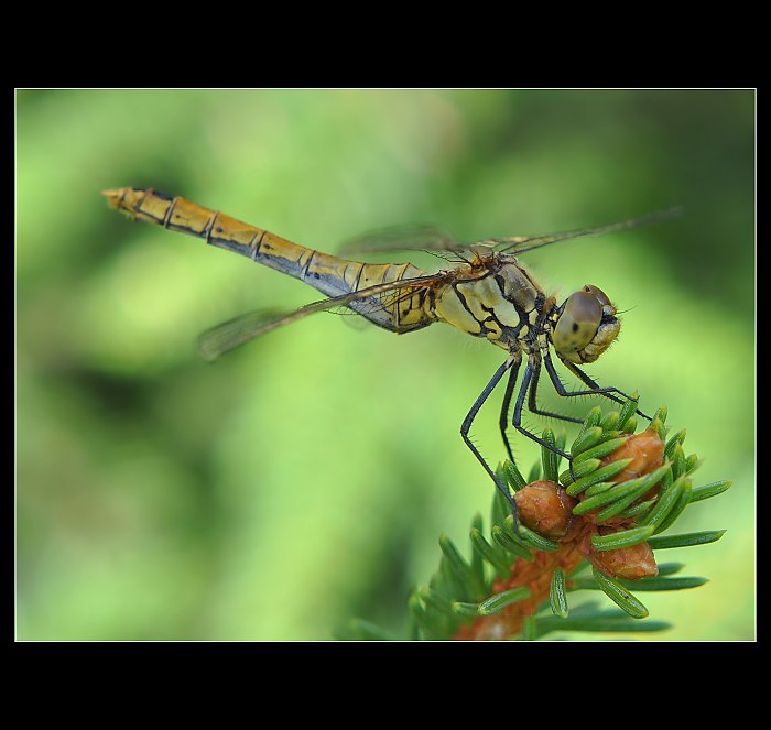 ... Vážka obecná (Sympetrum vulgatum) ...