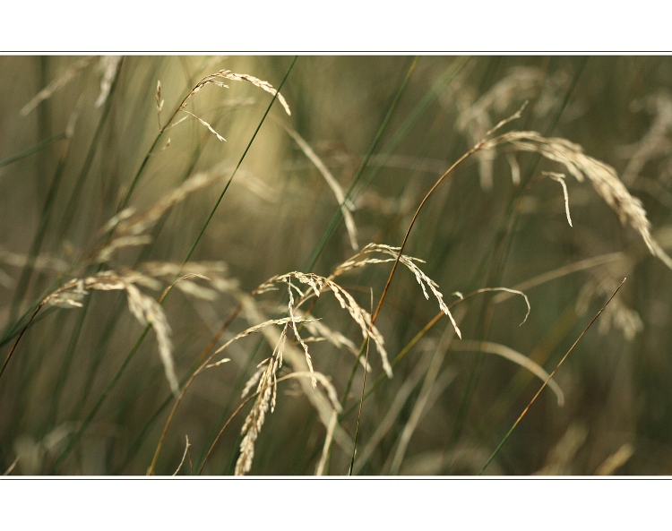 *příběhy z trávy III*