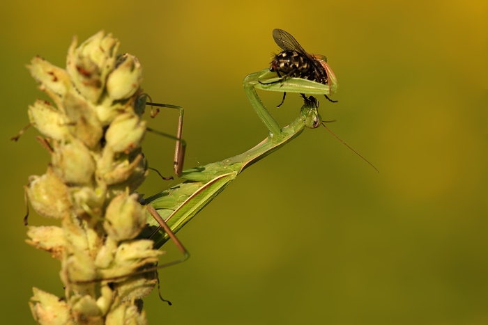 Kudlanka, dokonalý hmizí predátor