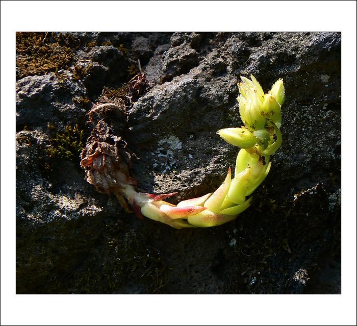 Had leze z díry.....