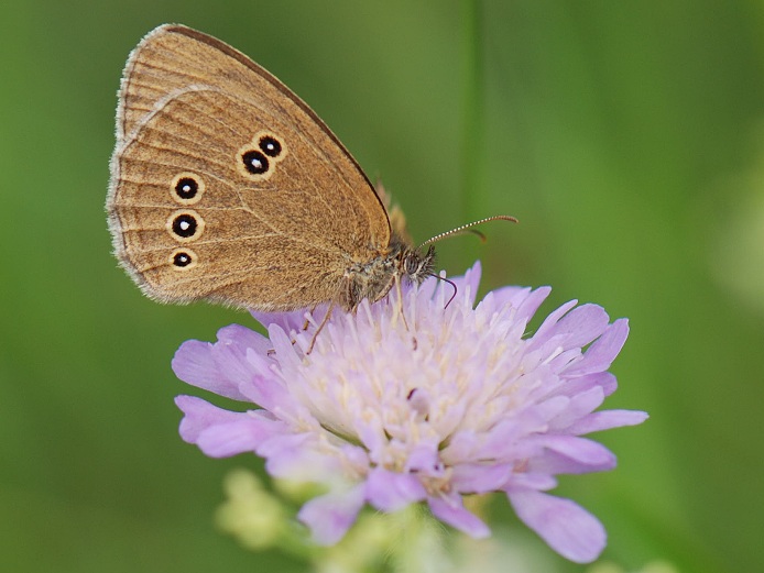 okáč prosíčkový II