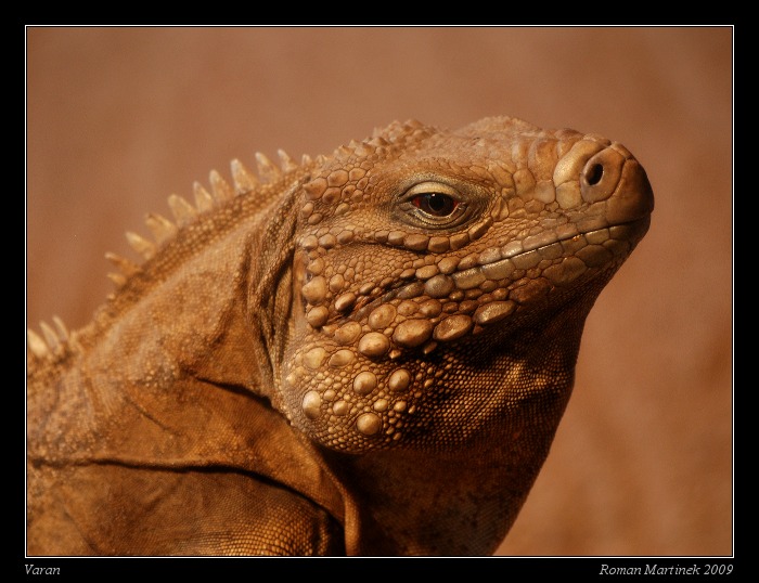 Varan