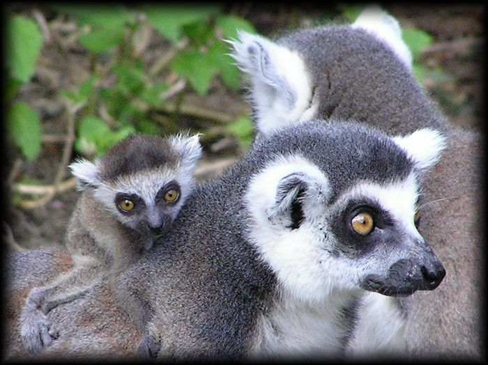 Lemur family