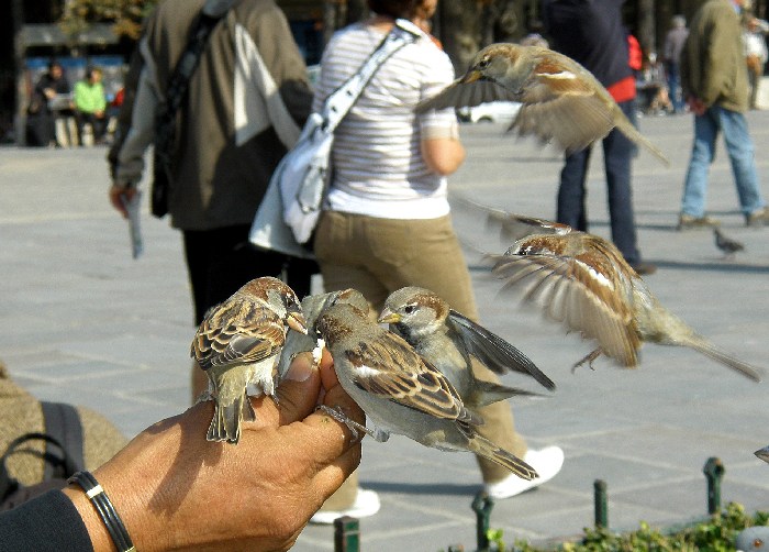 Vrabčáci od Notre Dame