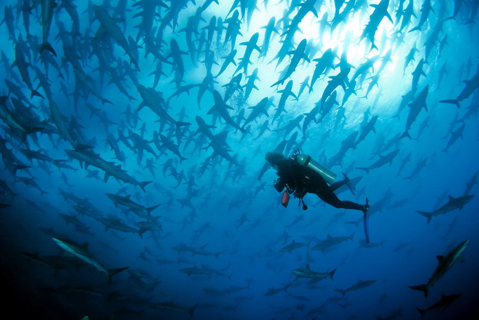Alone with sharks