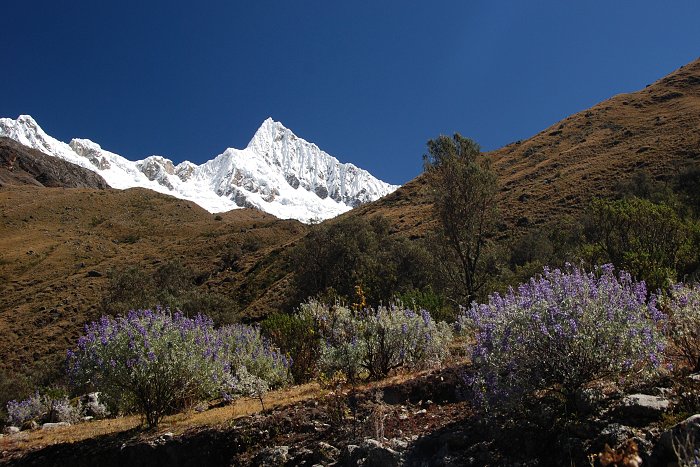 Alpamayo