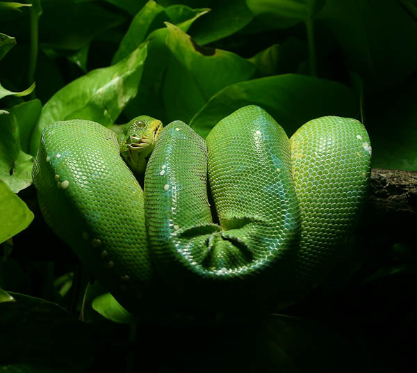 Zoo 1/3