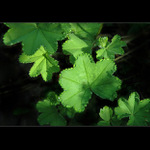 .: KORUNKA Z ROSY :.