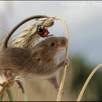 Myška drobná ...