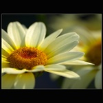 Léto s vůní kopretin..