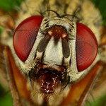  do očí semi dívej!