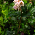 Takhle hezky kvete borůvka