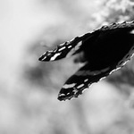 Butterfly wings