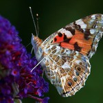 Babočka bodláková