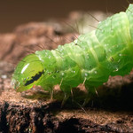 Zelené chlupaté želé ...