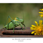 Na železe koník sedel