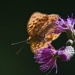 chytila jsem na pasece ...