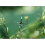 *zátiší s vážkou*