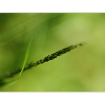 *příběhy z trávy*