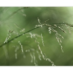 *příběhy z trávy II*