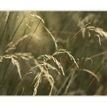 *příběhy z trávy III*