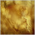 ...svetlo v tráve...