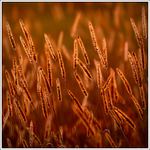 ...slnko v tráve III...