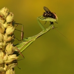 Kudlanka, dokonalý hmizí predátor