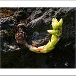 Had leze z díry.....