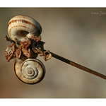 ... šnečci na bidýlku ...