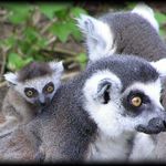 Lemur family