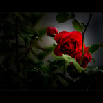 *** OMAMNÁ PODVEČERNÍ VŮNĚ ***