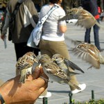 Vrabčáci od Notre Dame