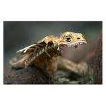 I takové jsou Galapágy